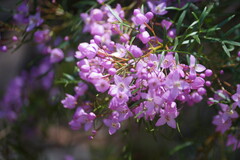 Boronia pinnata