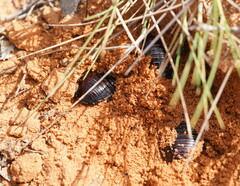 Geoscapheus dilatatus