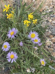 Erigeron speciosus