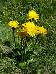 Hypochaeris uniflora