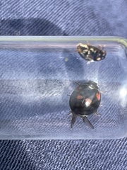 Exochomus quadripustulatus