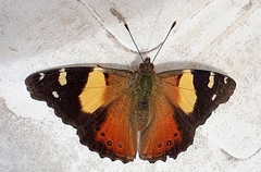 Vanessa itea