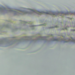 Chaetonotus armatus - Photo (c) Phaulactis, some rights reserved (CC BY-NC), uploaded by Phaulactis