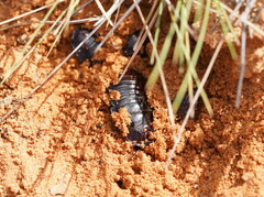 Geoscapheus dilatatus