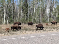 Bison bison athabascae