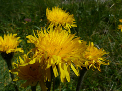 Hypochaeris uniflora