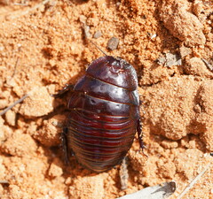 Geoscapheus dilatatus