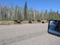 Bison bison athabascae