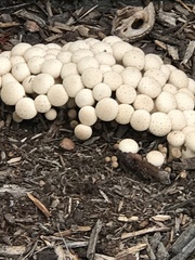 Lycoperdon perlatum