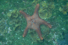 Pentaceraster cumingi