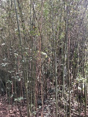 Phyllostachys