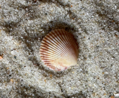 Dallocardia muricata
