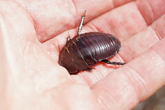 Geoscapheus dilatatus