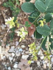 Lespedeza procumbens