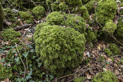 Thuidium tamariscinum