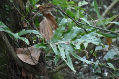 Polypodiaceae