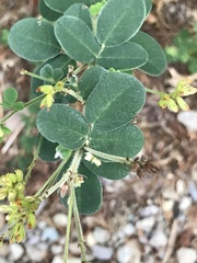 Lespedeza procumbens