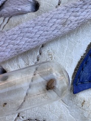 Aphidecta obliterata