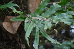 Polypodiaceae