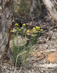 Glischrocaryon behrii