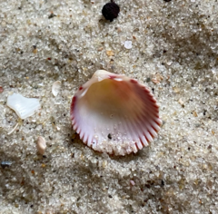 Dallocardia muricata