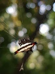 Gasteracantha