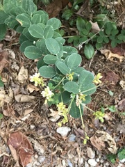 Lespedeza procumbens