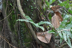 Polypodiaceae
