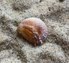 Bostrycapulus aculeatus