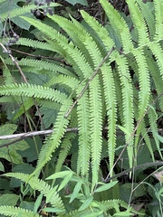 Pelazoneuron kunthii