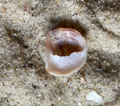 Bostrycapulus aculeatus