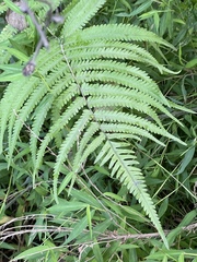 Pelazoneuron kunthii