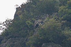 Trachypithecus leucocephalus