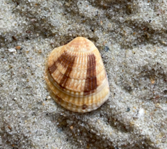 Chione elevata