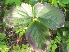 Fragaria moschata