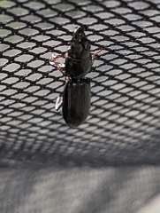 Scarites subterraneus