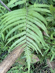 Pelazoneuron kunthii