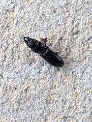 Scarites subterraneus