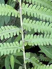 Pelazoneuron kunthii