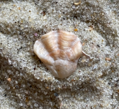 Plicatula gibbosa