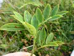 Uromyces viciae-fabae