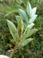 Uromyces viciae-fabae