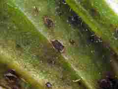 Uromyces viciae-fabae