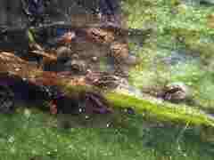 Uromyces viciae-fabae