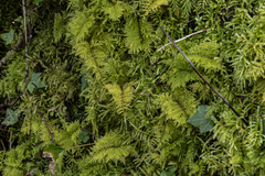 Thuidium tamariscinum