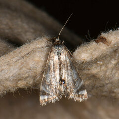 Petrophila canadensis