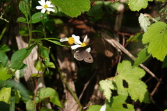 Ypthima multistriata