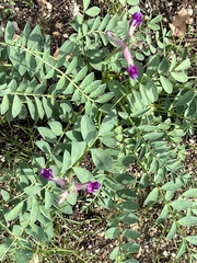 Astragalus tephrodes