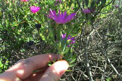 Lampranthus stipulaceus