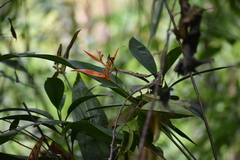 Heliconia psittacorum